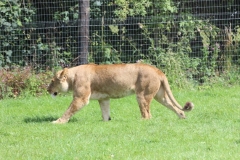 Longleat-075