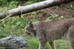 Haines030