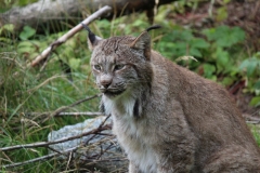 Haines033
