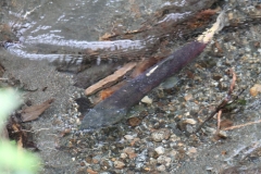 Juneau011