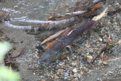 Juneau012