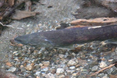 Juneau013