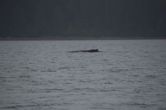 Icy-Strait-005