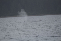 Icy-Strait-007