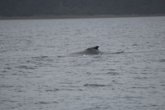 Icy-Strait-010