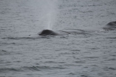 Icy-Strait-013