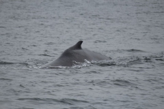 Icy-Strait-014