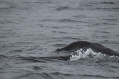 Icy-Strait-015