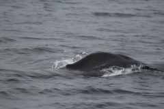 Icy-Strait-016