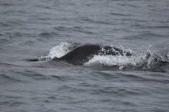 Icy-Strait-017