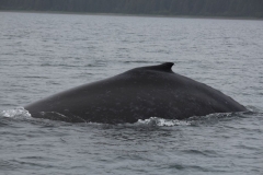 Icy-Strait-018