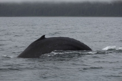 Icy-Strait-019