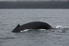 Icy-Strait-020