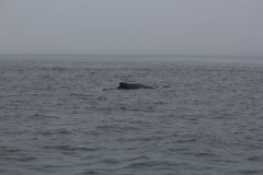 Icy-Strait-024