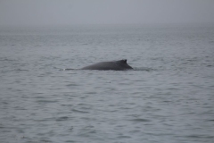 Icy-Strait-025