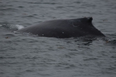 Icy-Strait-026