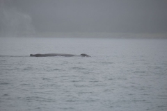 Icy-Strait-028