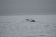 Icy-Strait-029