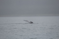 Icy-Strait-030