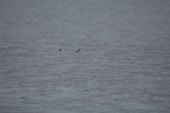 Icy-Strait-031