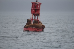 Icy-Strait-034