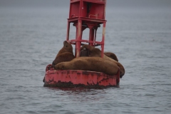 Icy-Strait-036