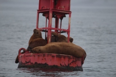 Icy-Strait-037