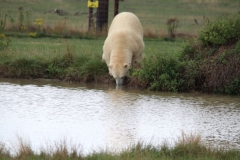 Yoorkshire-048