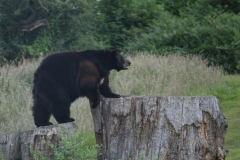 20230622 - Woburn Safari Park