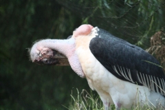 20230717 - Paignton Zoo