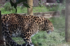Twycross-011