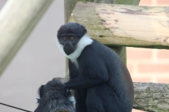 Twycross-028