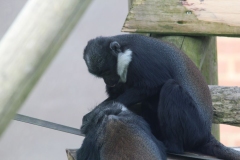 Twycross-029