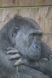 Twycross-043