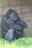 Twycross-044