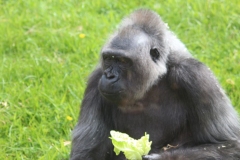 Twycross-050
