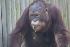 Twycross-058