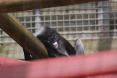 Twycross-062