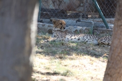 6. Endangered Species Centre