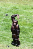 Chimp-004