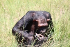 Chimp-009