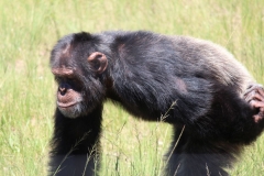 Chimp-010