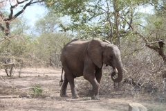 Kruger-2-010