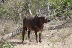 Kruger-2-013