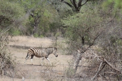 Kruger-2-021