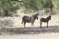 Kruger-2-022