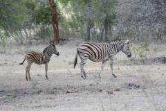 Kruger-2-023