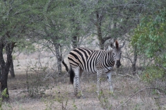 Kruger-2-024