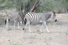 Kruger-2-026