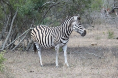 Kruger-2-029